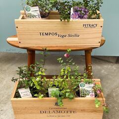 【観葉植物】常緑のハーブ・オレガノ、バコパ、ミルフィーユリーフなど