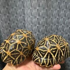 ②爬虫類専門ラインオープンチャット　　レプリストハチュグル🐍　　　　　　新規メンバー募集✨ - チャット
