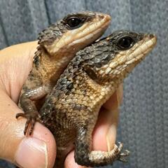 ②爬虫類専門ラインオープンチャット　　レプリストハチュグル🐍　　　　　　新規メンバー募集✨ − 愛知県
