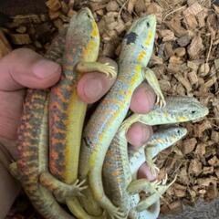②爬虫類専門ラインオープンチャット　　レプリストハチュグル🐍　　　　　　新規メンバー募集✨ - 名古屋市