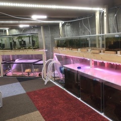 飼えなくなった熱帯魚、金魚、水生生物引き取ります。