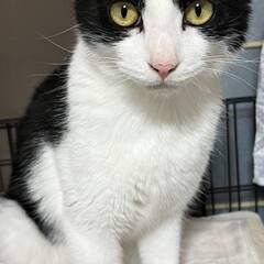 抱っこ大好き♪八割れくん推定１才～２才　一匹飼いの方におススメです！