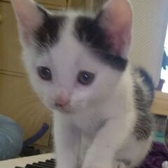 仔猫里親様募集！！とってもかわいいサングラス模様の男の子で…
