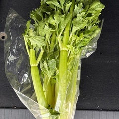 新鮮セロリ★本日収穫★早い者勝ちです。