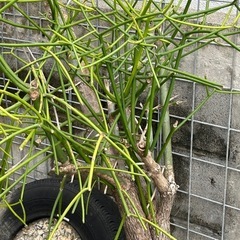ミルクブッシュ
