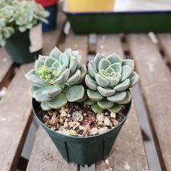 (お話し中)多肉植物　札落ち　５