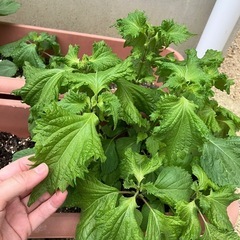 大葉　