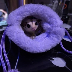モモンガの集い