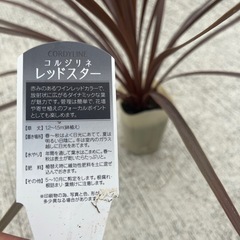 コルディリネ　レッドスターの画像