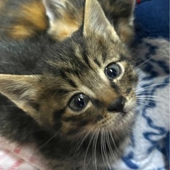 至急！かわいい子猫助けて下さい