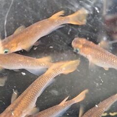 改良メダカ オリジナルめだか 煉紅　卵25個の画像