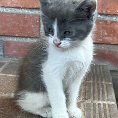 生後２か月の可愛い子猫