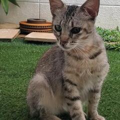 迷い猫