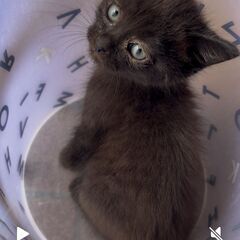 フンワリ黒毛の可愛い子猫