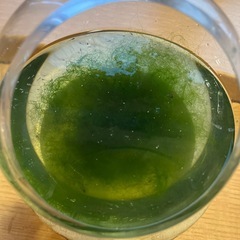 メダカ　幹之(みゆき)の稚魚の画像
