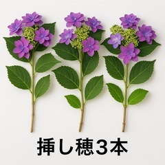 貴重紫陽花挿し穂３本
