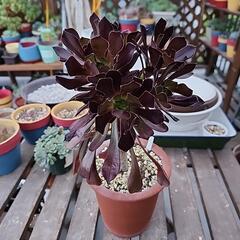 多肉植物　黒法師１株