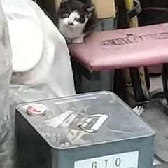 車屋に住み着いた野良猫5〜6匹