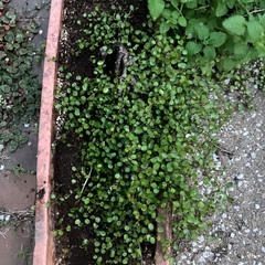 ワイヤープランツの画像