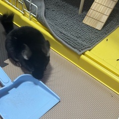 小動物