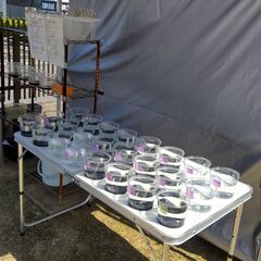 【メダカ無人販売】豊田市花園町 6/7(土),8(日) - ペット