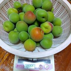 南高梅（1キロ500円）①　お引渡し予定