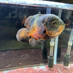  熱帯魚