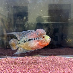  熱帯魚