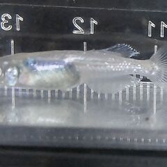 【増量】メダカ スペード 4匹 1000円 【無人販売】の画像
