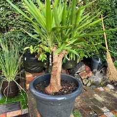 ユッカ　鉢植え
