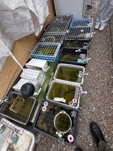 メダカたちをお譲りします（購入前ご相談必須)