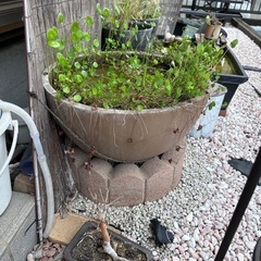メダカたちをお譲りします（購入前ご相談必須)の画像