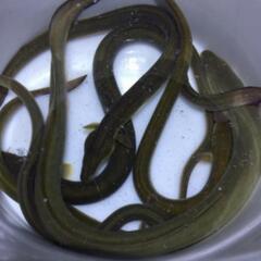 うなぎ釣り専門ライングループ　　　　　　オープンチャット鰻…
