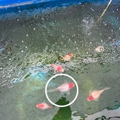 丹頂系玉サバ1匹3歳　金魚