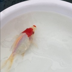 丹頂系玉サバ1匹3歳　金魚の画像
