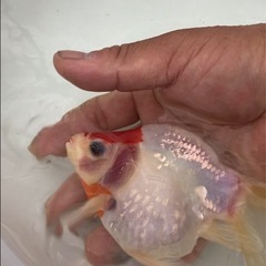 丹頂系玉サバ1匹3歳　金魚の画像