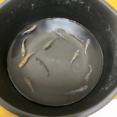 花魁　メダカ
