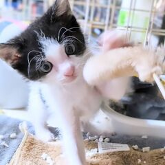 ★譲渡会あります★　可愛らしい黒白ちゃん♪