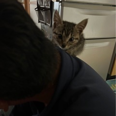 子猫を保護しました。