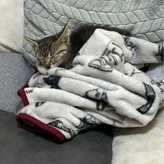 子猫を保護しました。 - 前橋市