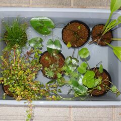 水草　ポット苗6種類　貝2種類　メダカビオトープなどに