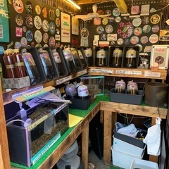 【五桜メダカ】 6月7日　横須賀めだか無人販売
