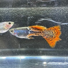 🐠国産グッピー メタルレッドレースコブラ 1ペア350円 5ペア...