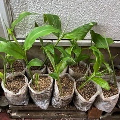 ③ ミョウガの苗(1本　150円〜、土無しで根と葉のみは50円) 