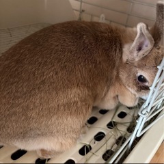 9歳うさぎ