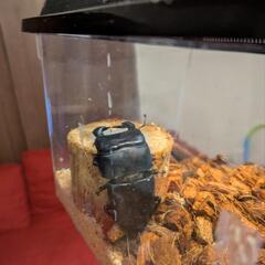 ダイオウヒラタクワガタオス73mmの画像