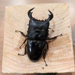ダイオウヒラタクワガタ 成虫トリオ ♂♀♀ ②