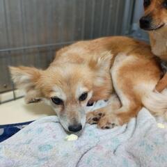 【6月6日時点】新しい里親ファミリーを募集しています(大村) - 犬