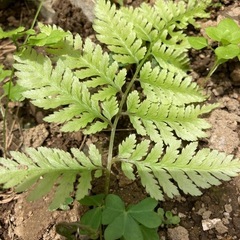 シダ植物　3株