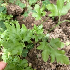 シダ植物の仲間　1株